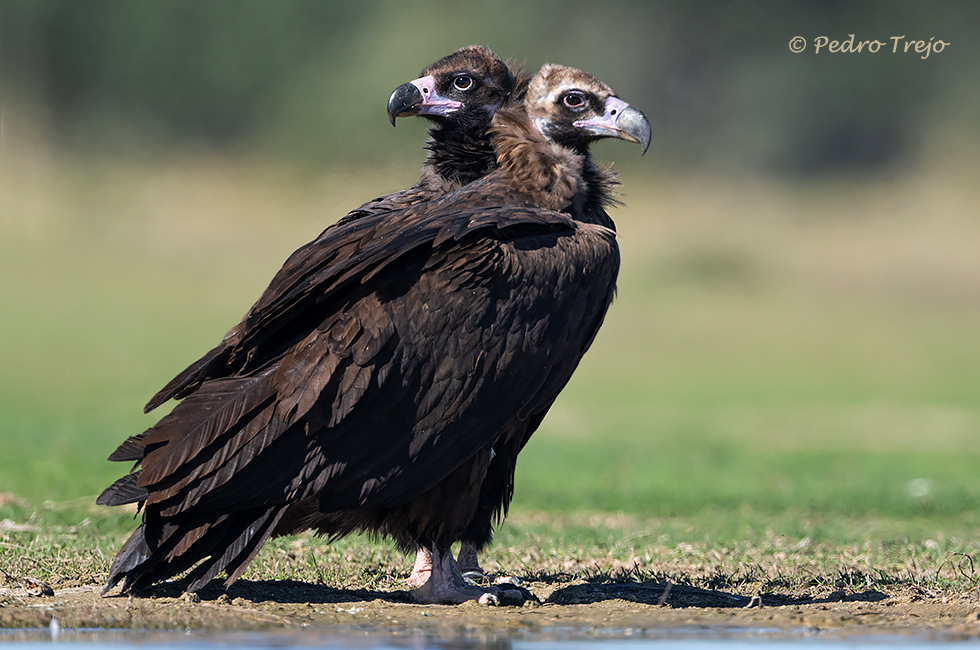 Buitre negro (Aegypinus monachus)